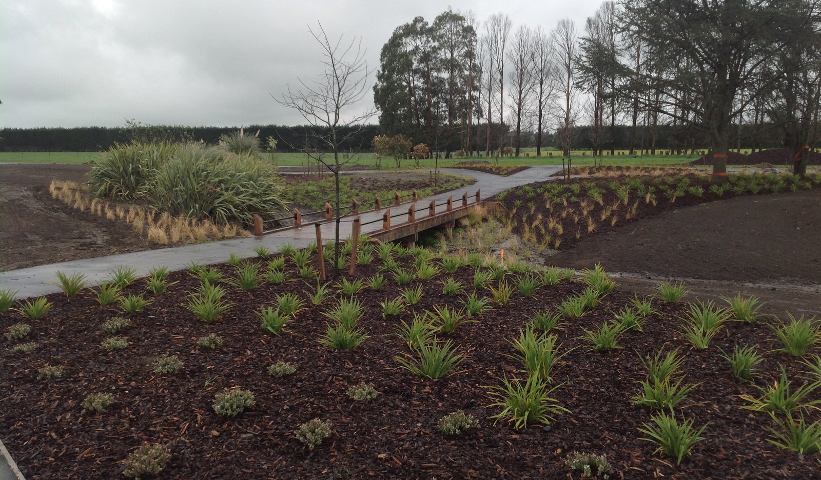 Established roadside median planting with flax and mulched beds alongside a shared path